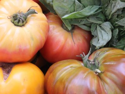 heirloom tomatoes on the vine