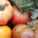 heirloom tomatoes on the vine