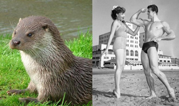 otter and bodybuilders