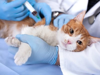 The Truth About Pet Vaccines You Won't Hear from Your Vet