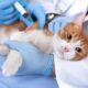 The Truth About Pet Vaccines You Won't Hear from Your Vet