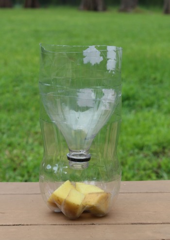 3 Homemade Fruit Fly Traps That Really Work