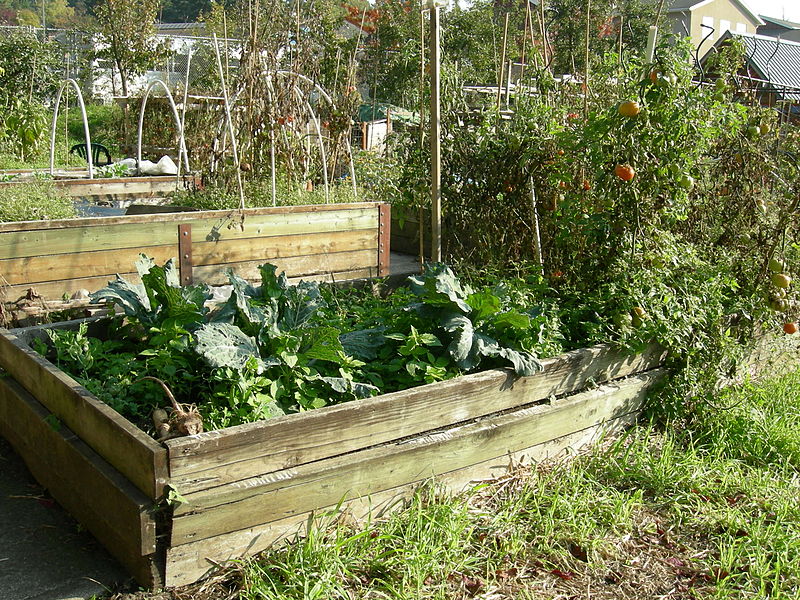 raised beds