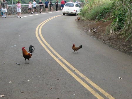 chickens crossing road