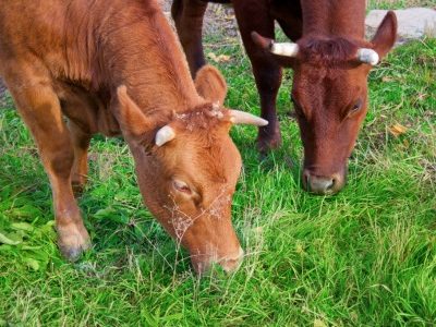 Why Milk Is Not Just for Baby Cows