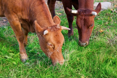 milk matters in human history