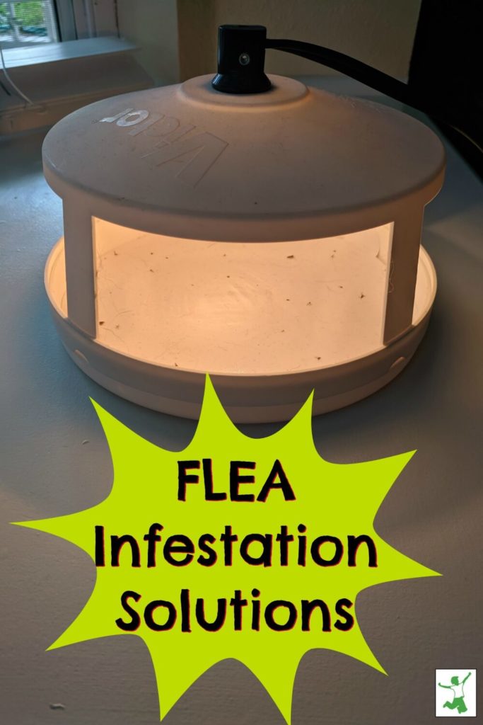 Nontoxic Flea Infestation Solutions for Home and Pets Healthy Home