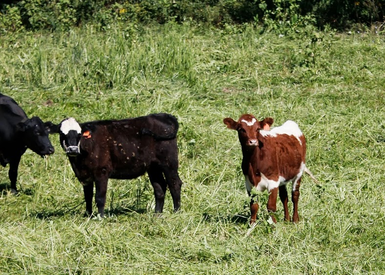 grazing cows