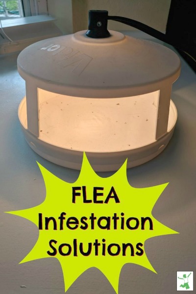flea infestation