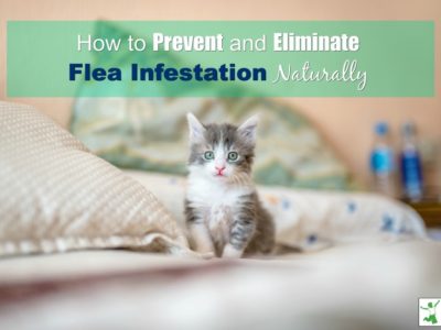 natural indoor flea infestation solutions