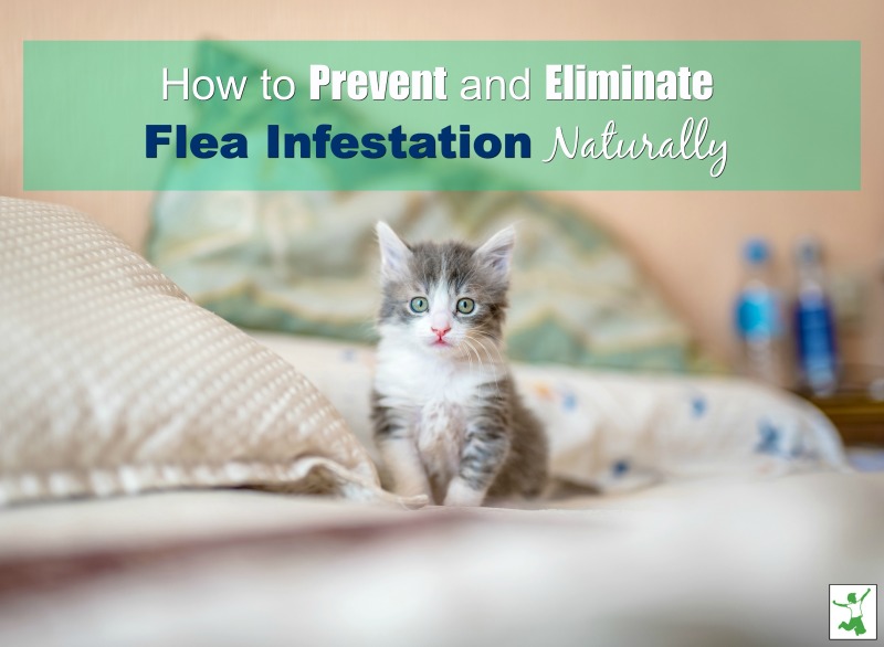 natural indoor flea infestation solutions
