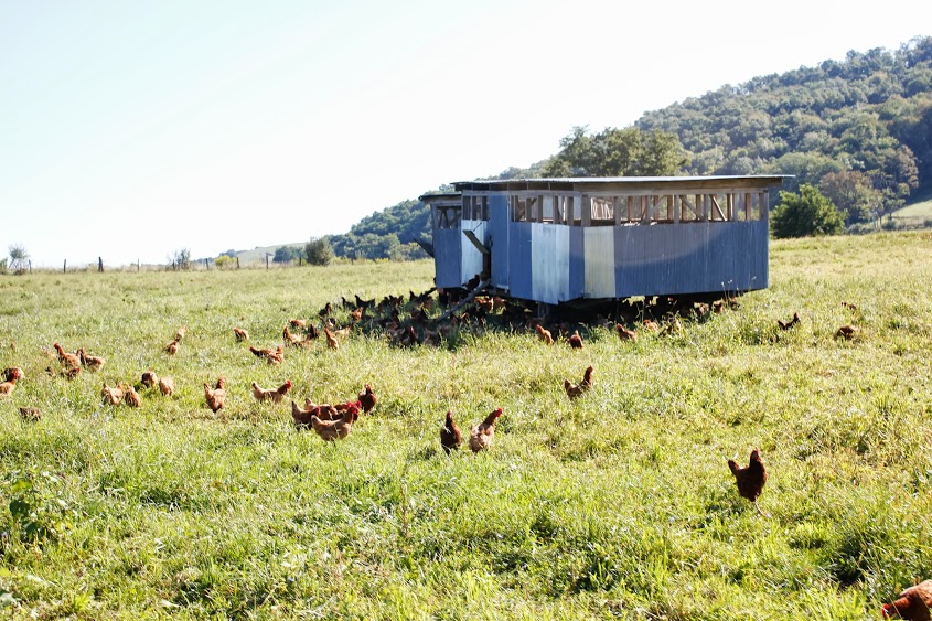 pastured chickens