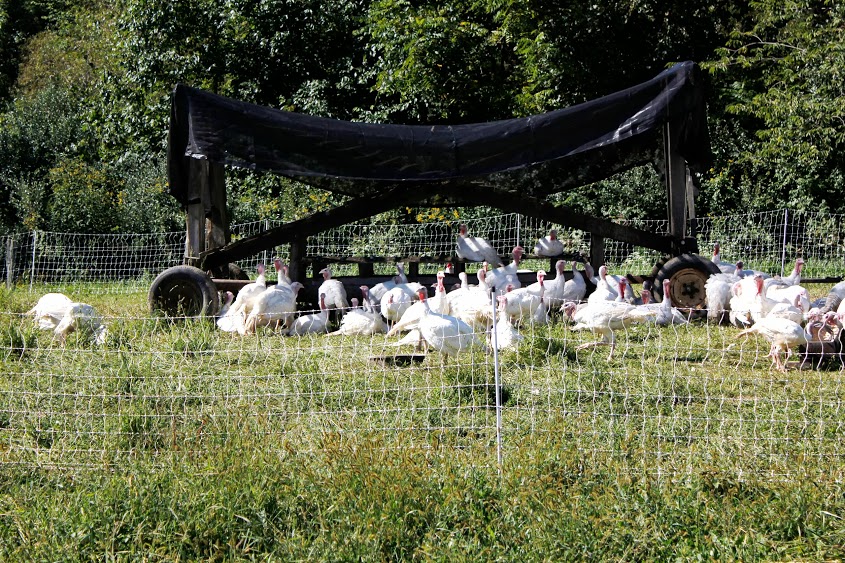 pastured turkeys