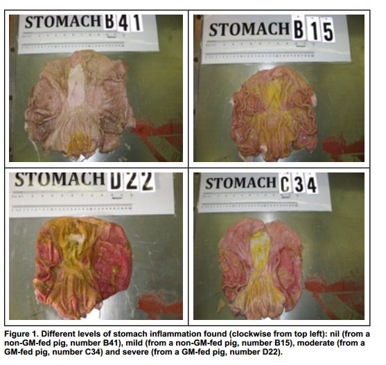 GMOs cause stomach holes