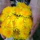 woman holding dandelion for liver health