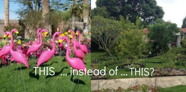 Flamingos vs garden