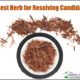 pau d'arco herb for resolving candida
