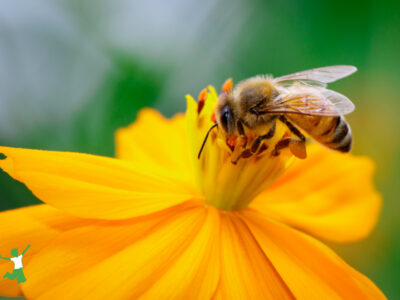 bee obtains nectar from a flower for raw honey