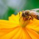 bee obtains nectar from a flower for raw honey
