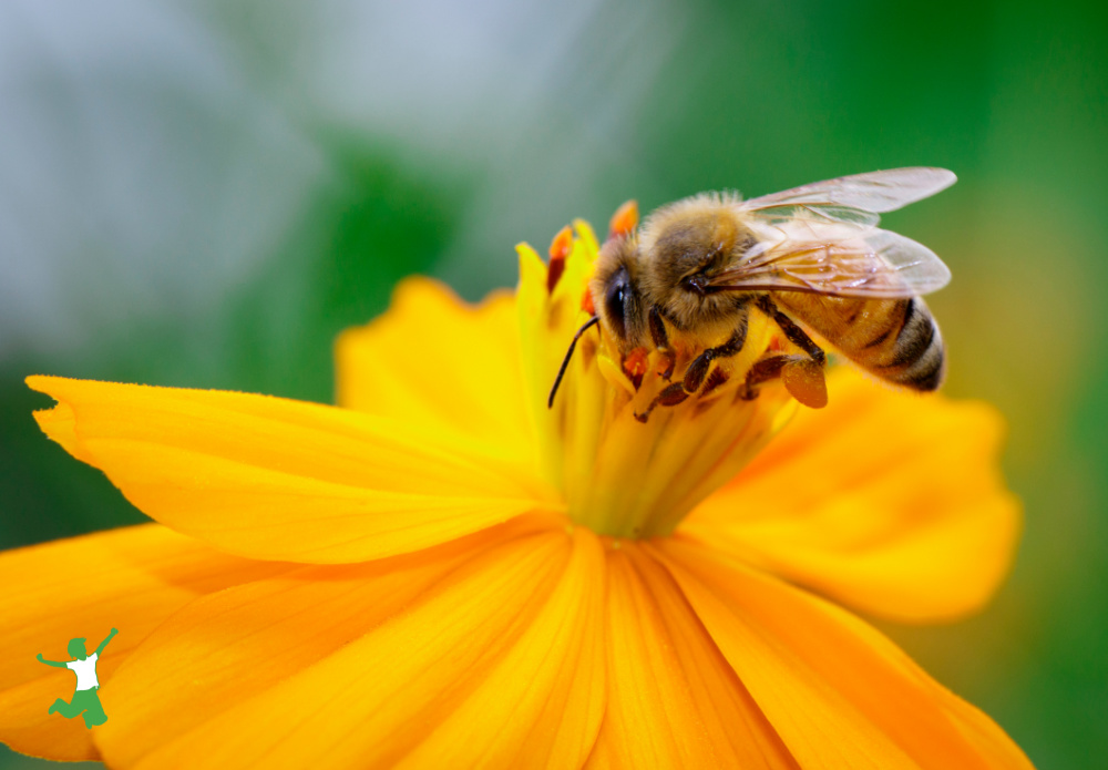 bee obtains nectar from a flower for raw honey