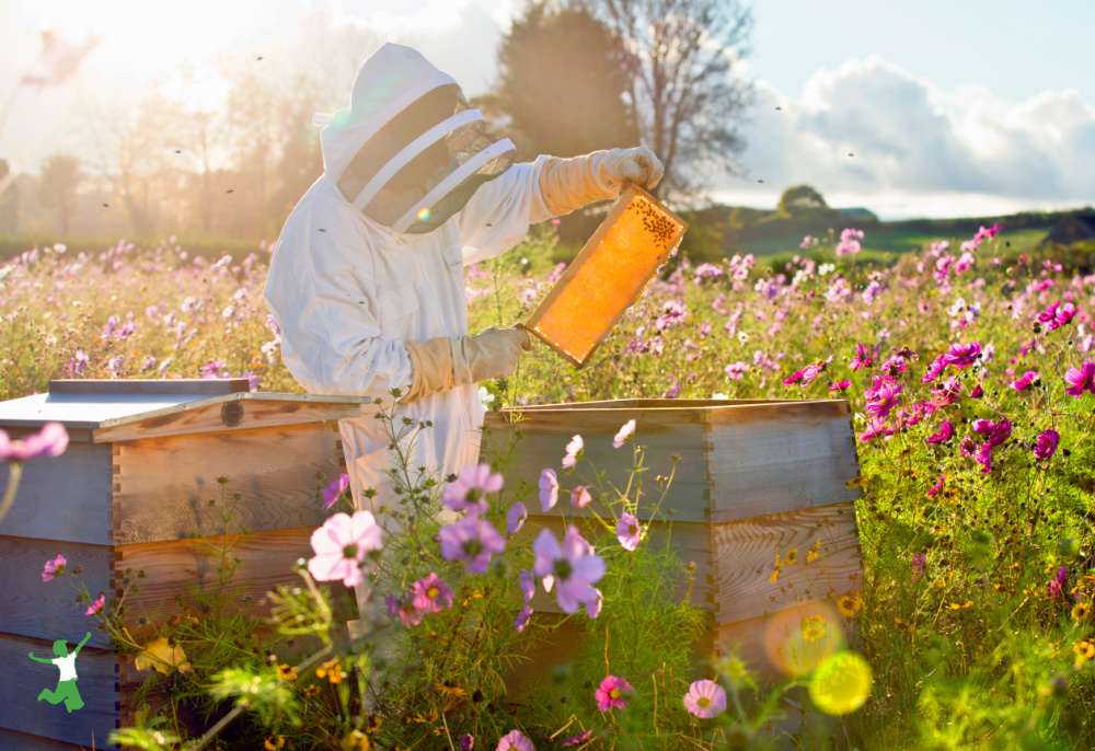 beekeeper harvesting 100% raw honey from flower nectar and not sugar water