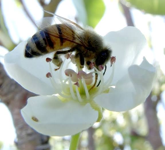 Local honey