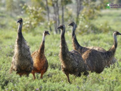 emu oil