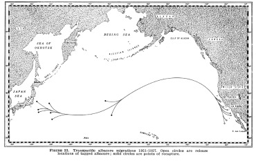 albacore tuna migration