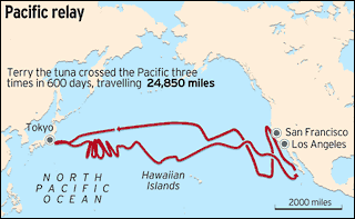 tuna migration pacific