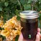 home canning without pectin