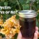 Why Store Pectin for Home Canning is Unhealthy (+ What to Use Instead)