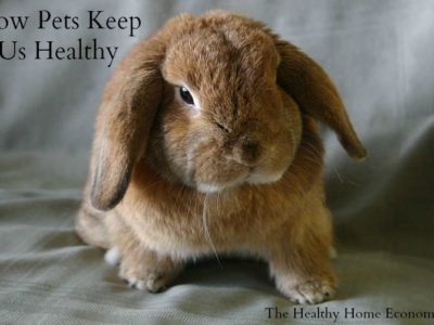 Pet Ownership: Simple Step to Strong Immunity