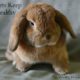 Pet Ownership: Simple Step to Strong Immunity
