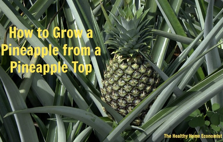 how to grow a pineapple