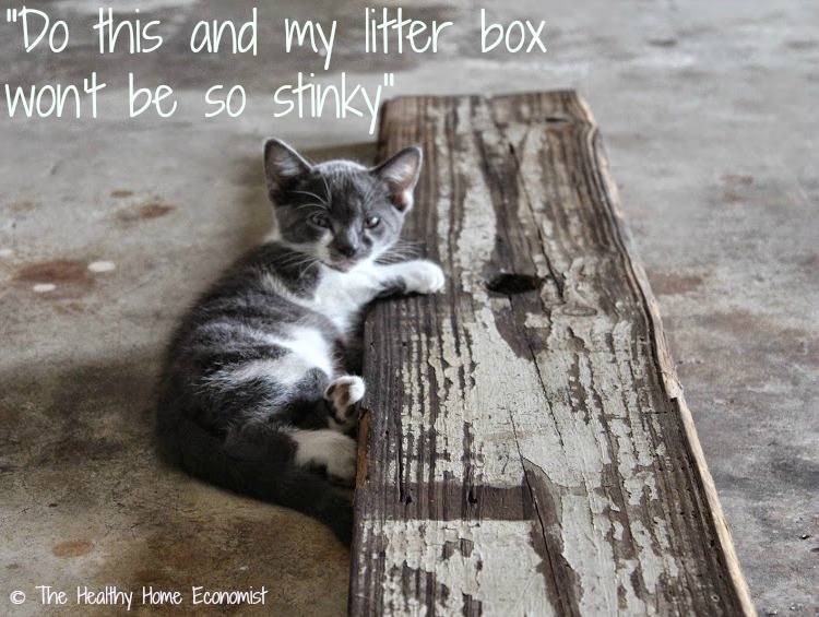 fast fix for a stinky cat litter box