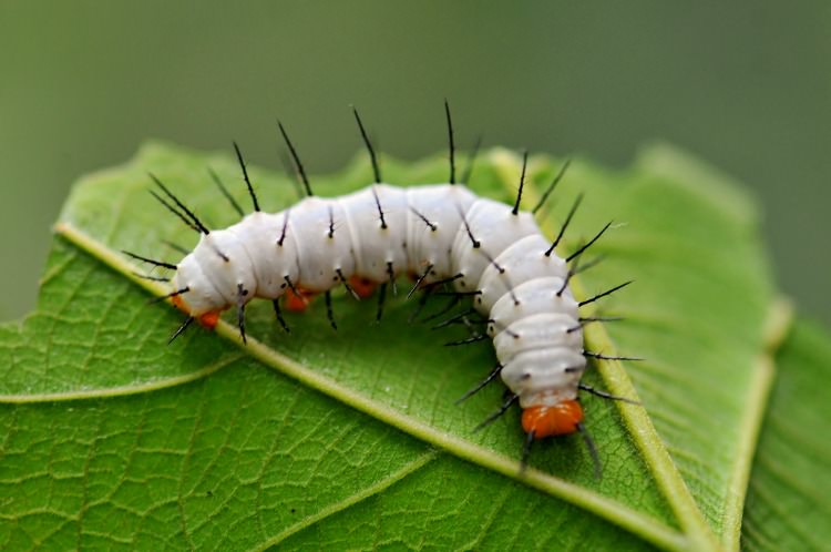 plants hear themselves being eaten