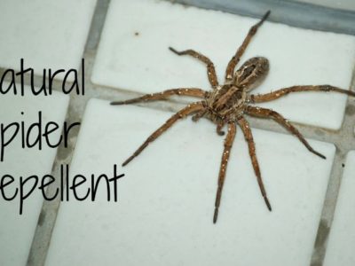Natural Spider Repellent (guaranteed to work)