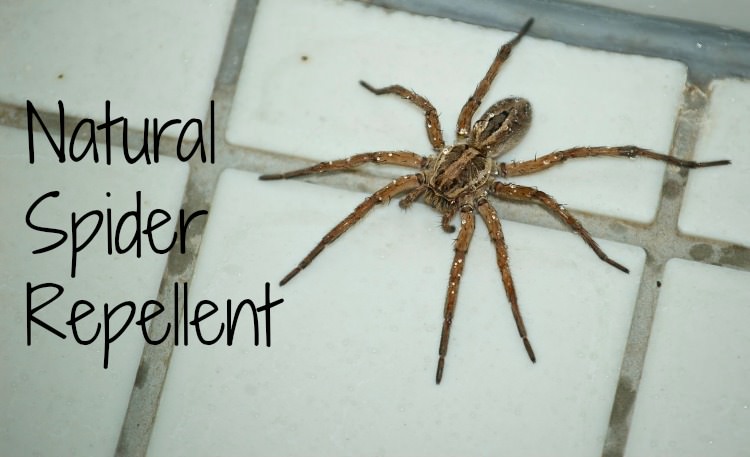 natural spider repellent