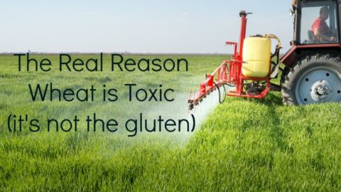 The Real Reason Wheat is Toxic (it's not the gluten)