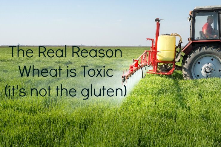 wheat is toxic and it isn't the gluten
