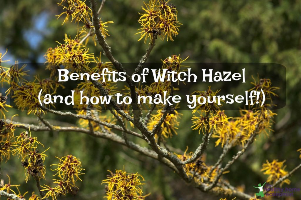 12 Practical Benefits and Uses of Witch Hazel (+ how to make yourself