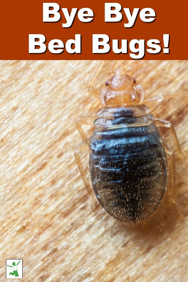bed bug laying eggs