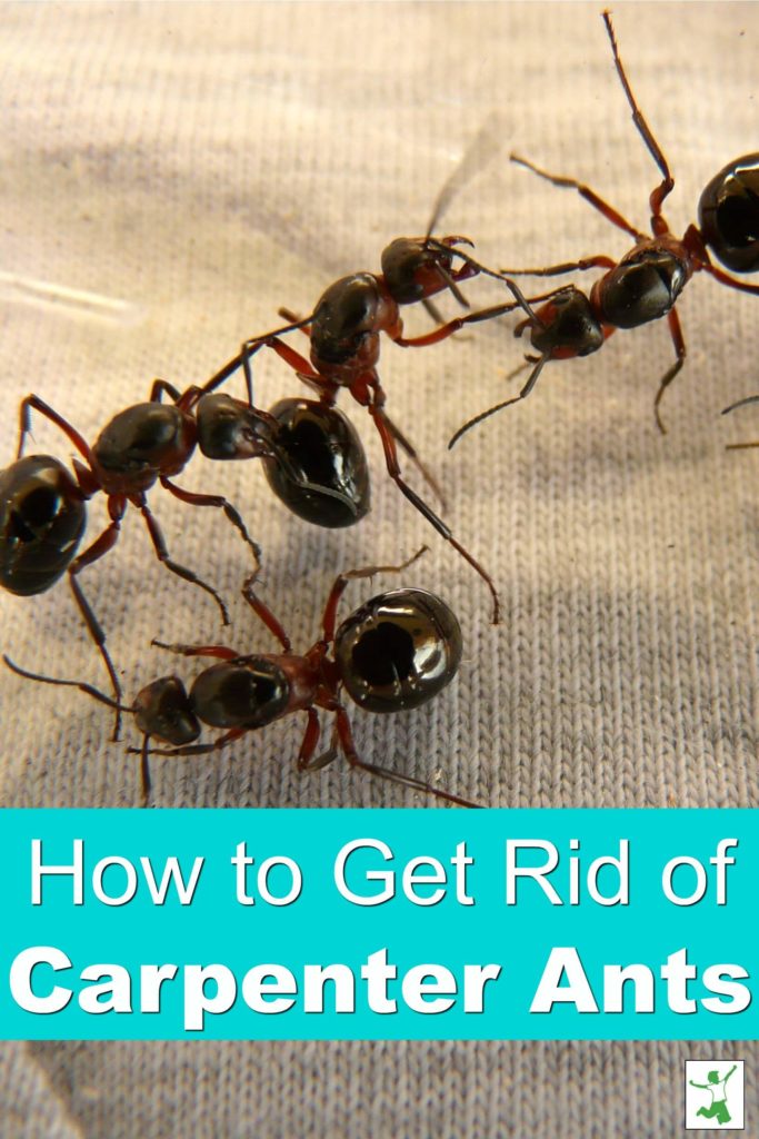 carpenter ants rid ant safely bait snap wood kill thehealthyhomeeconomist eliminate nontoxic economist healthy