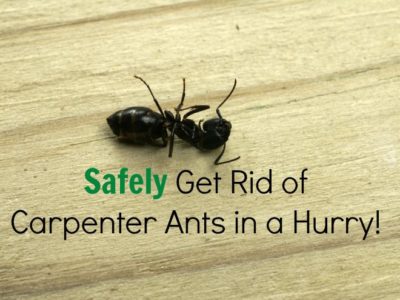 Safely Get Rid of Carpenter Ants in a Snap 2