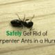 Safely Get Rid of Carpenter Ants in a Snap 2