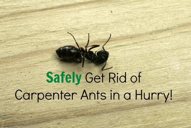 dead carpenter ant on a wood floor safely removed without chemicals