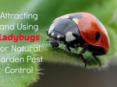 How to Attract and Use Ladybugs for Garden Pest Control