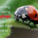 How to Attract and Use Ladybugs for Garden Pest Control