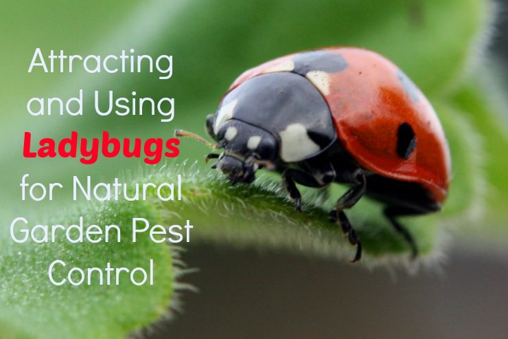 ladybug eating an aphid on a plant stem