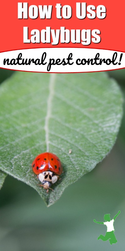 ladybug on a leaf in the garden